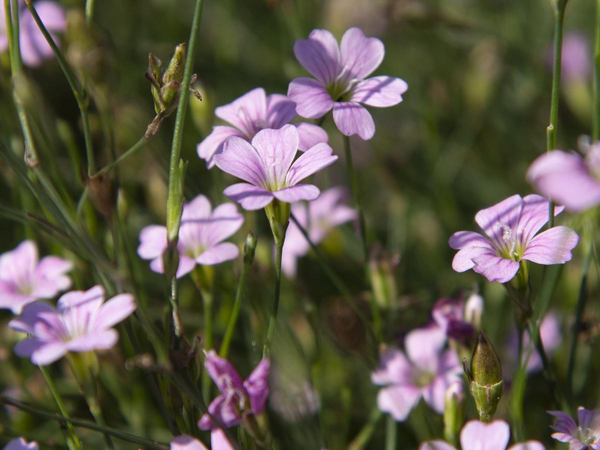 Blüten nah